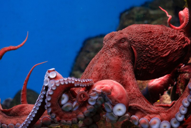 Осьминог Octopus vulgaris