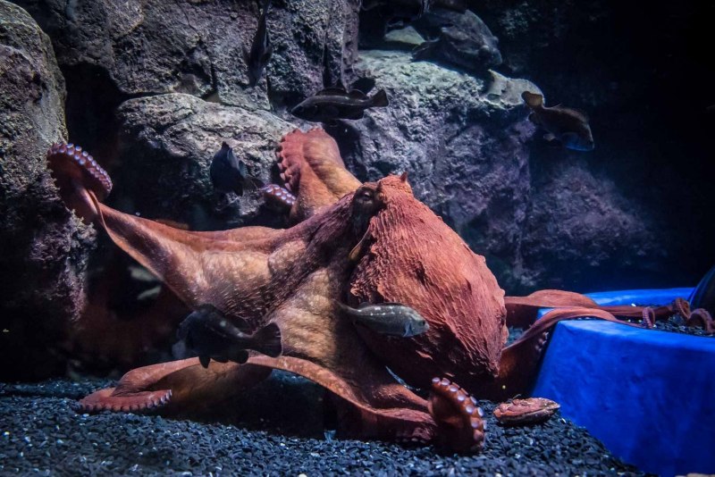 Enteroctopus dofleini