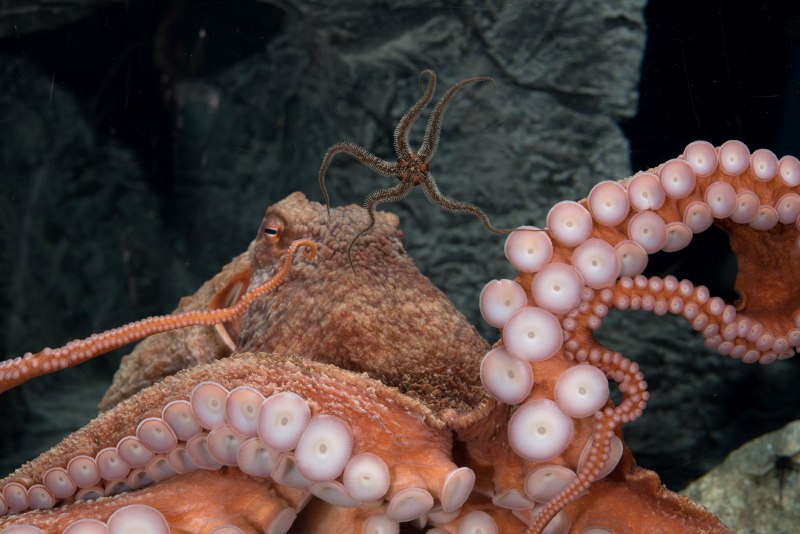 Giant Pacific Octopus National Geographic