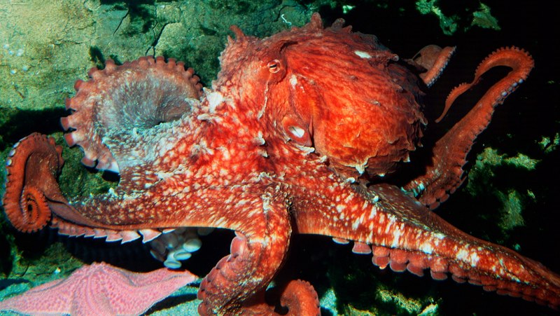 Giant Pacific Octopus