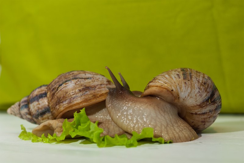 Фулика альбино улитка