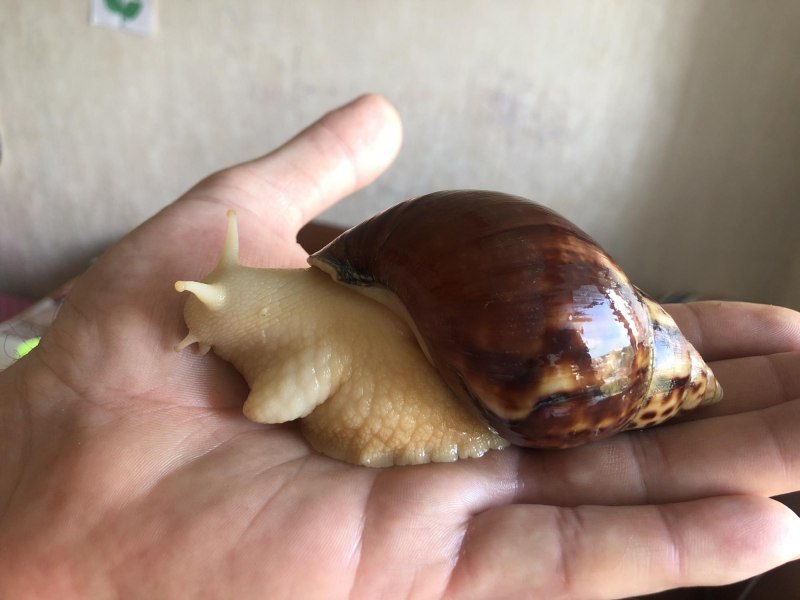 Фулика альбино улитка