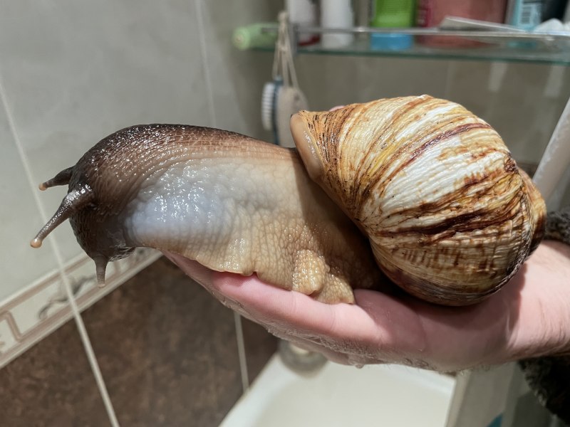 Achatina iredalei (ахатина ирадели).
