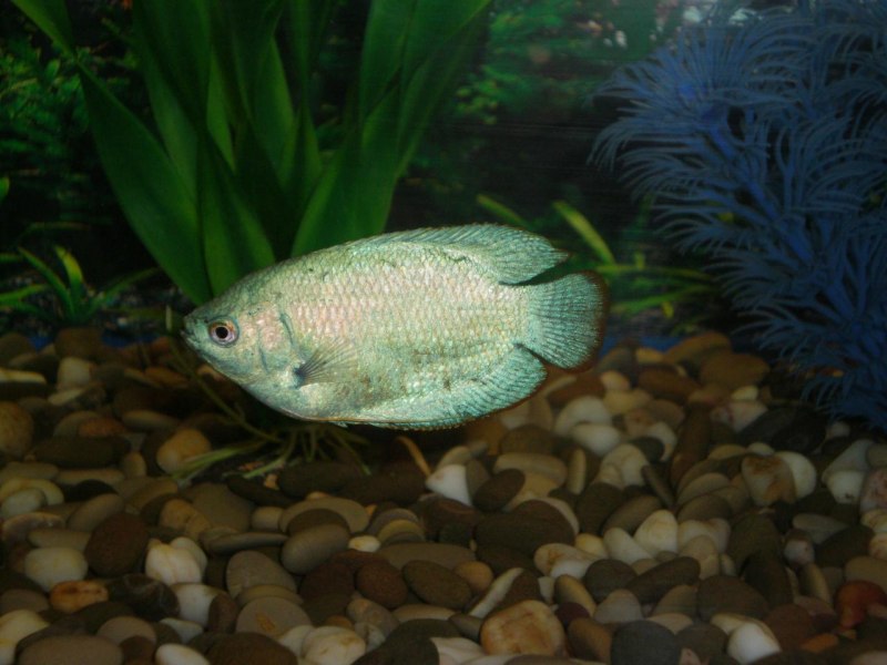 Лялиус (Trichogaster lalius)