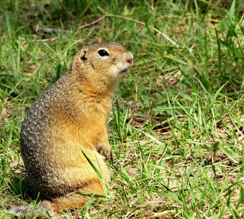 Степной сурок Marmota Bobak