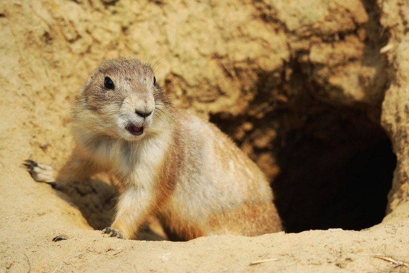 Равнинный Гофер (Geomys bursarius)