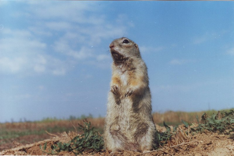 Хорёк Степной (лат. Mustela eversmanni)