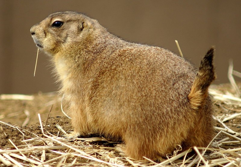 Даурский суслик (Spermophilus dauricus)