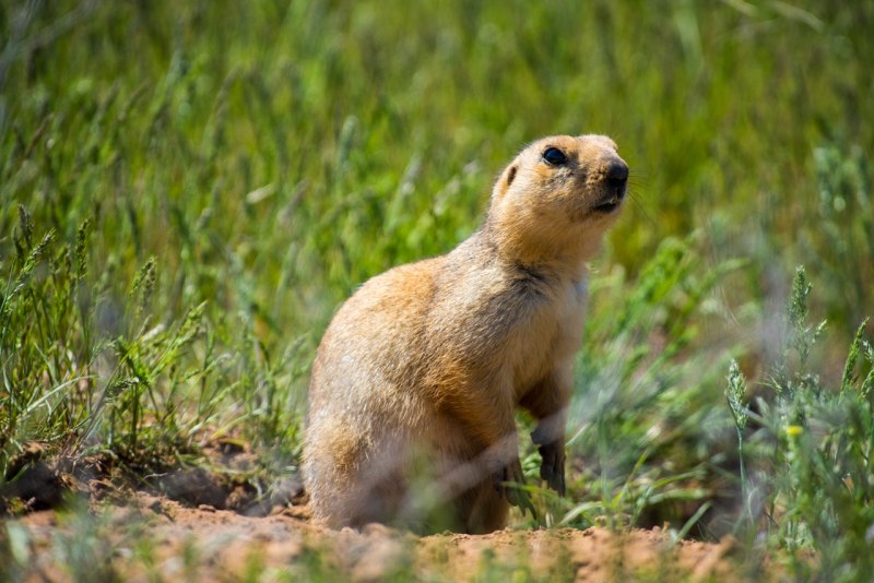 Сурок Степной, Байбак (Marmota Bobak)
