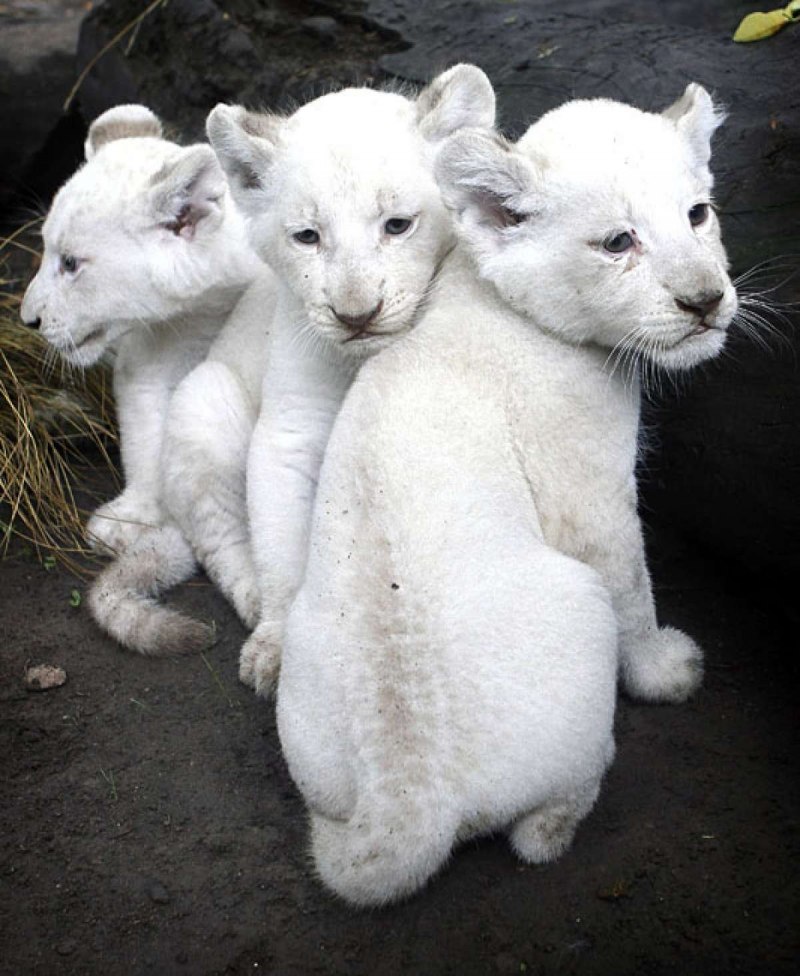 Королевский гепард