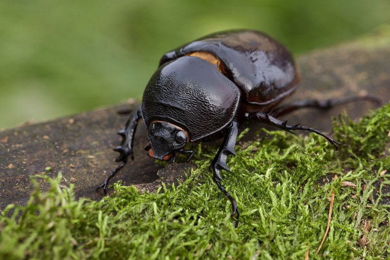 Augosoma Centaurus