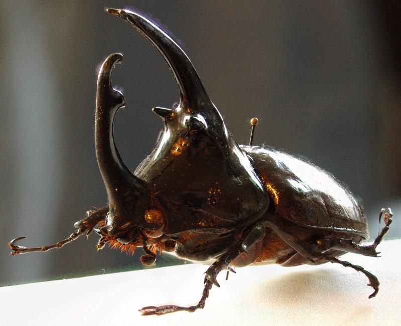 Lucanus formosanus