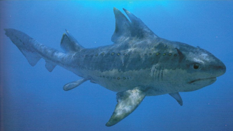 Акулы Hybodus