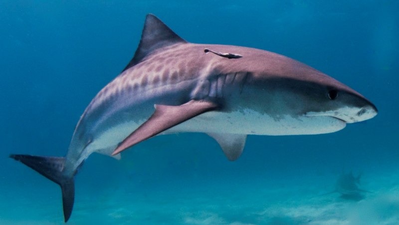 Helicoprion акула