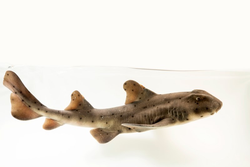 Hybodus перевод