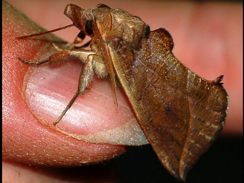Calyptra thalictri«.