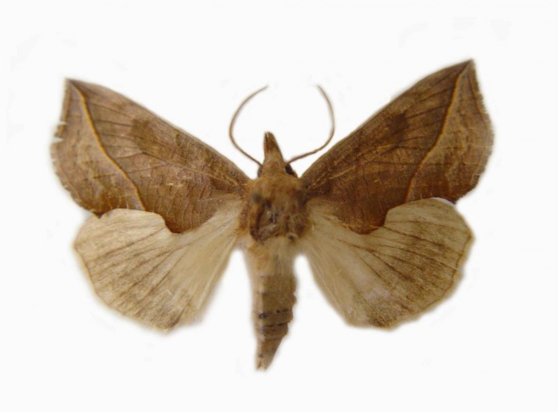 Calyptra thalictri«.
