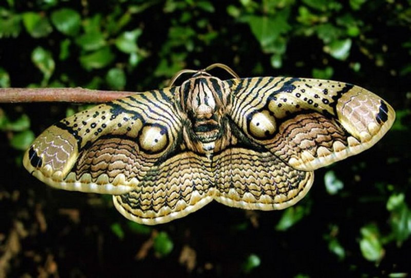 Niditinea fuscella