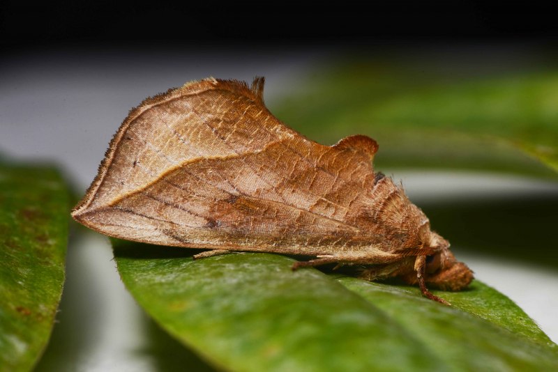 Бабочка Calyptra Eustrigata