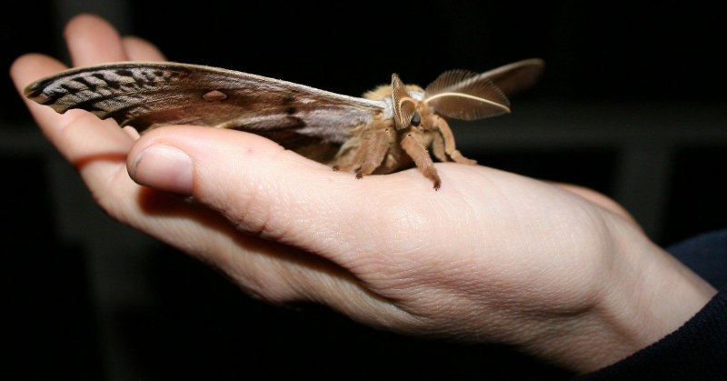 Мотылек Hawk Moth