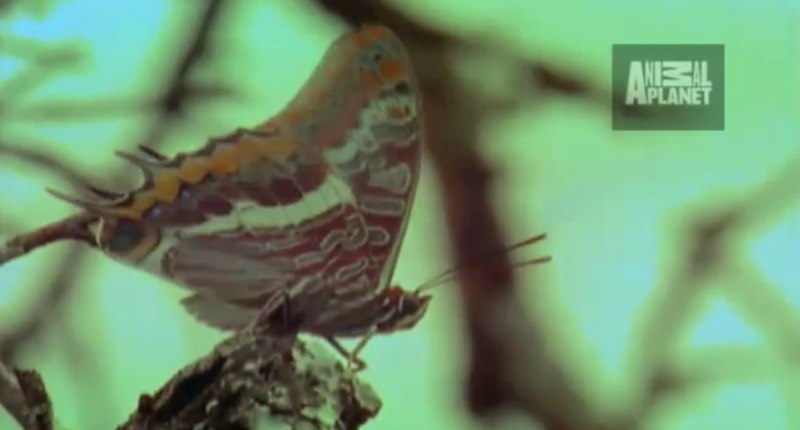 Бабочка Antheraea Polyphemus