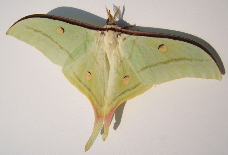 Calyptra orthograpta