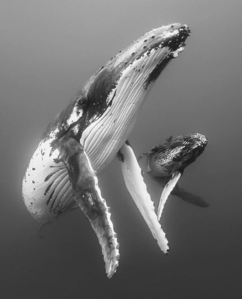Migaloo альбинос