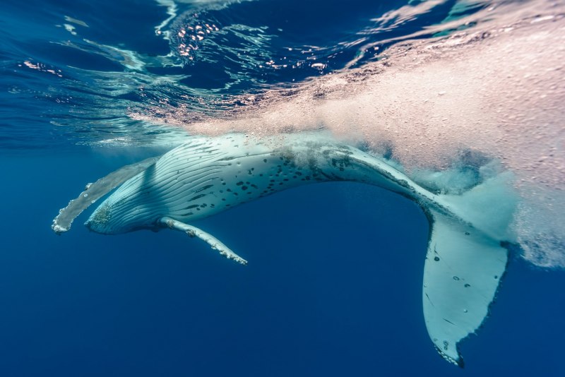 Горбатый кит альбинос (59 фото)