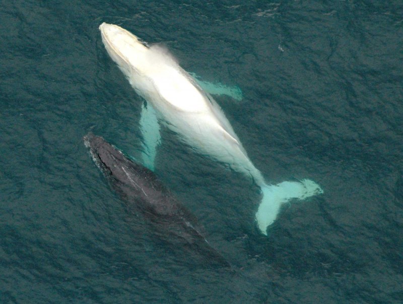 White Whale Тирасполь