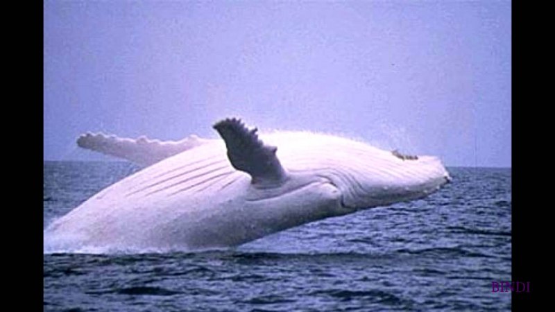 Baleine Jonas