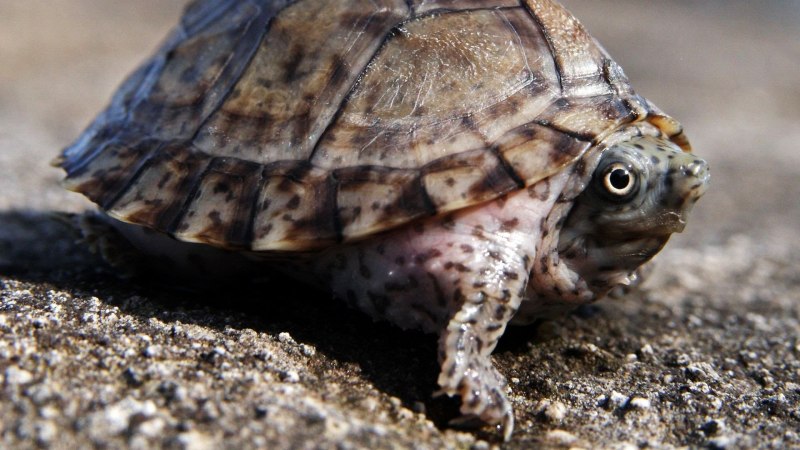 Sternotherus odoratus