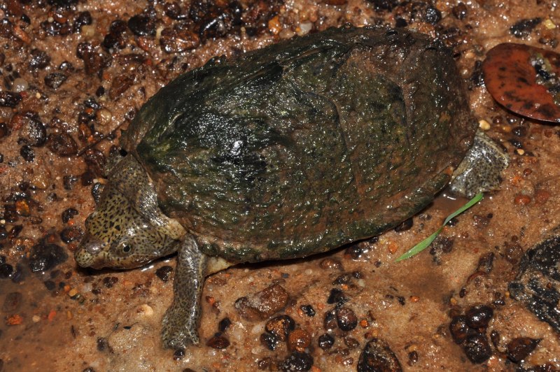 Sternotherus Minor