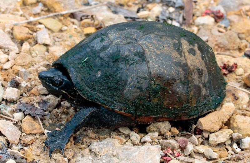 Sternotherus odoratus