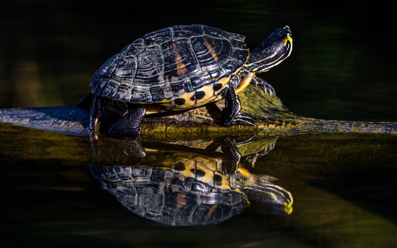 Sternotherus carinatus