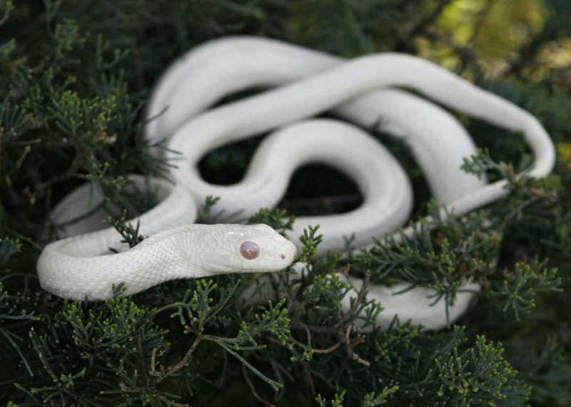 Королевская змея Калифорнийская Albino