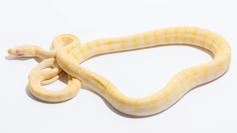 Scaleless pied