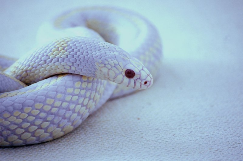 Королевская змея Калифорнийская Albino