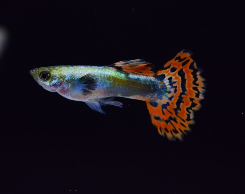 Poecilia (lebistes) reticulata