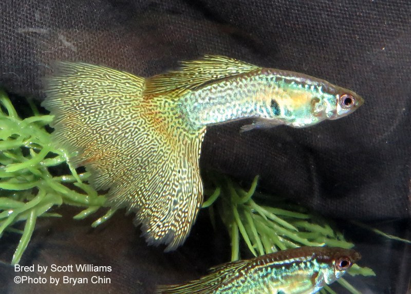 Гуппи Poecilia reticulata