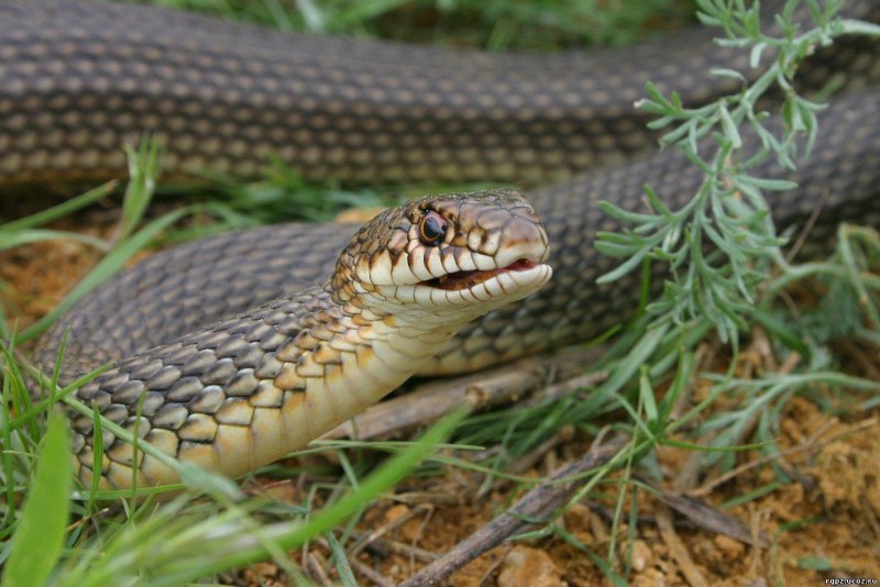 Желтобрюхий полоз (Dolichophis caspius)
