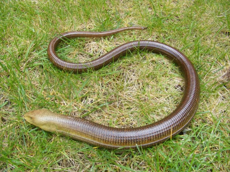 Каспийский полоз (Dolichophis caspius)