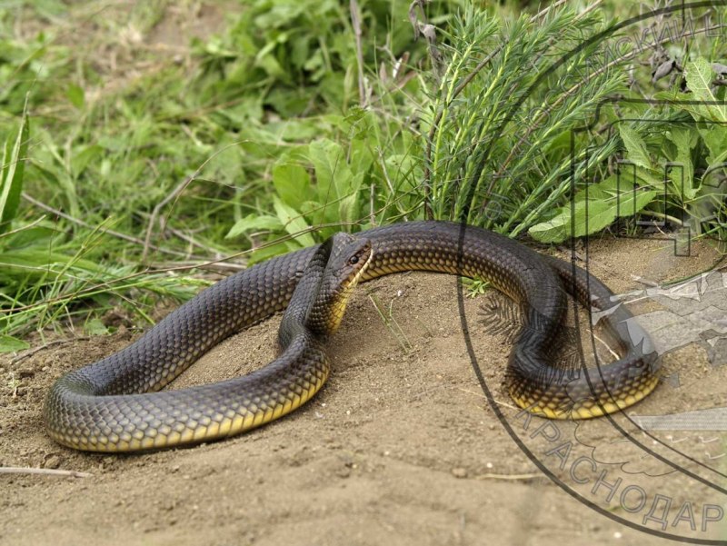 Желтобрюхий полоз (Dolichophis caspius)