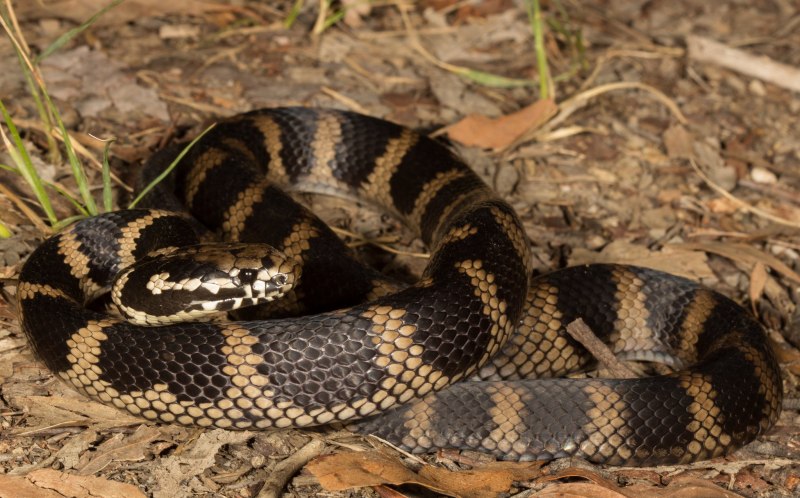 Восточная Степная гадюка Vipera Renardi (Christoph, 1861)