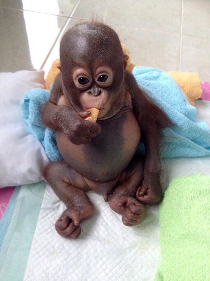 Новорожденный шимпанзе (65 фото)