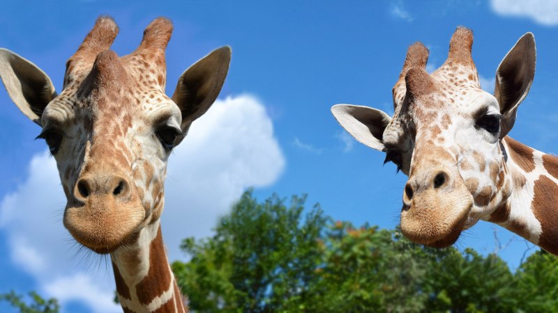 Королевский Жираф