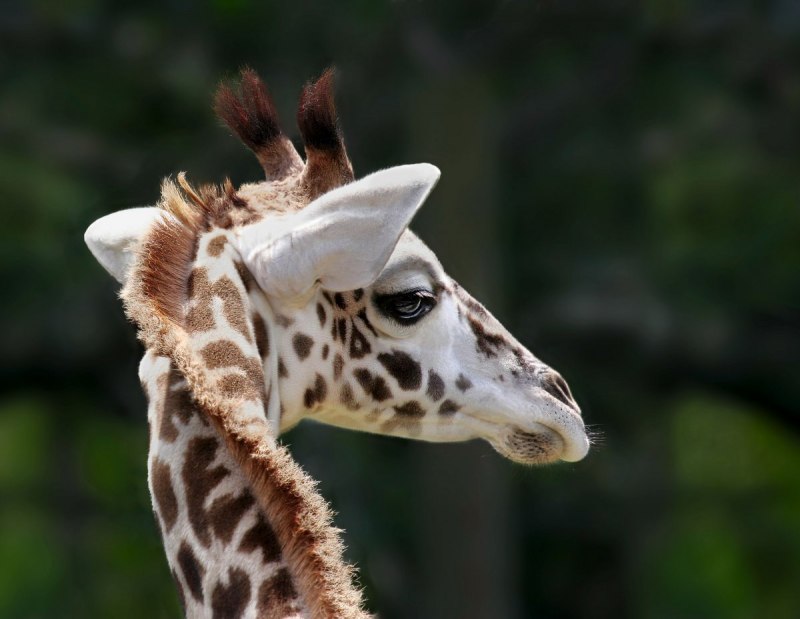 Фиолетовый Жираф