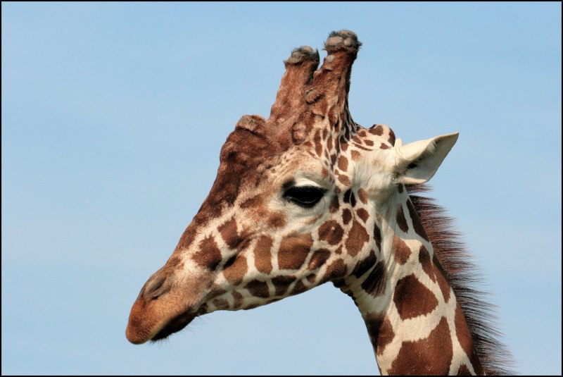 Жираф Ротшильда