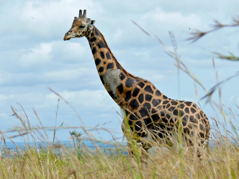 Появление жирафа первые