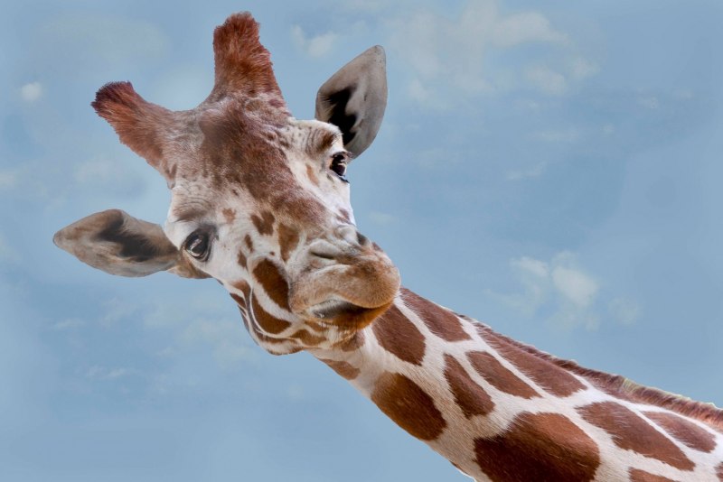 Московский зоопарк красиво Жирафы