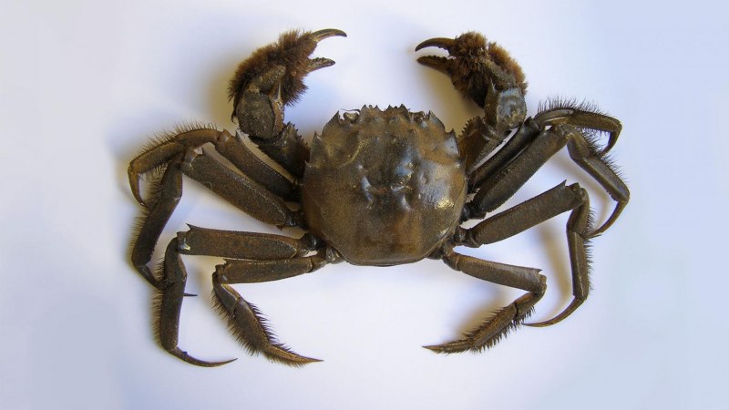 Eriocheir sinensis